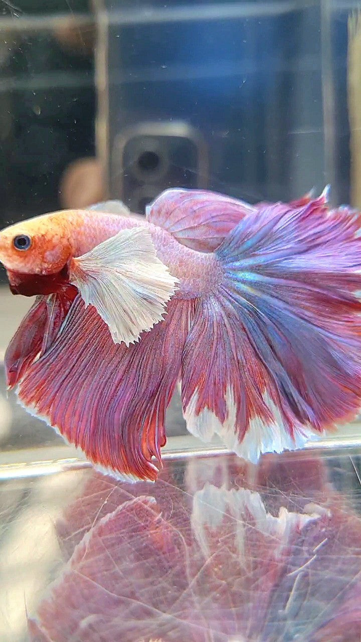 HALFMOON SUPER DUMBO EAR PURPLE LAVENDER BETTA FISH