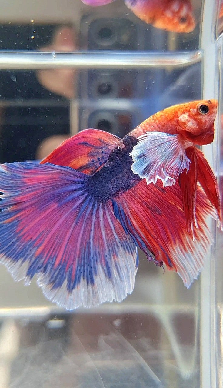 HALFMOON DUMBO EAR FANCY PURPLE MULTICOLOR BETTA FISH