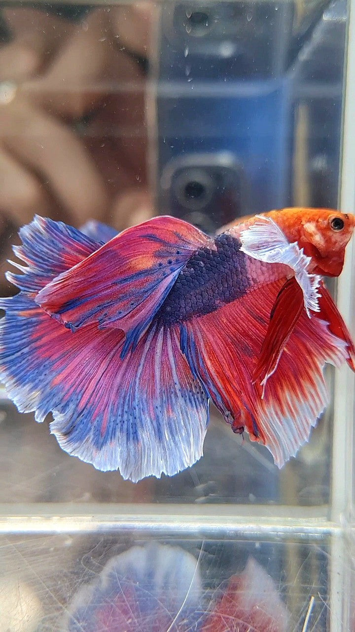 HALFMOON DUMBO EAR FANCY PURPLE MULTICOLOR BETTA FISH