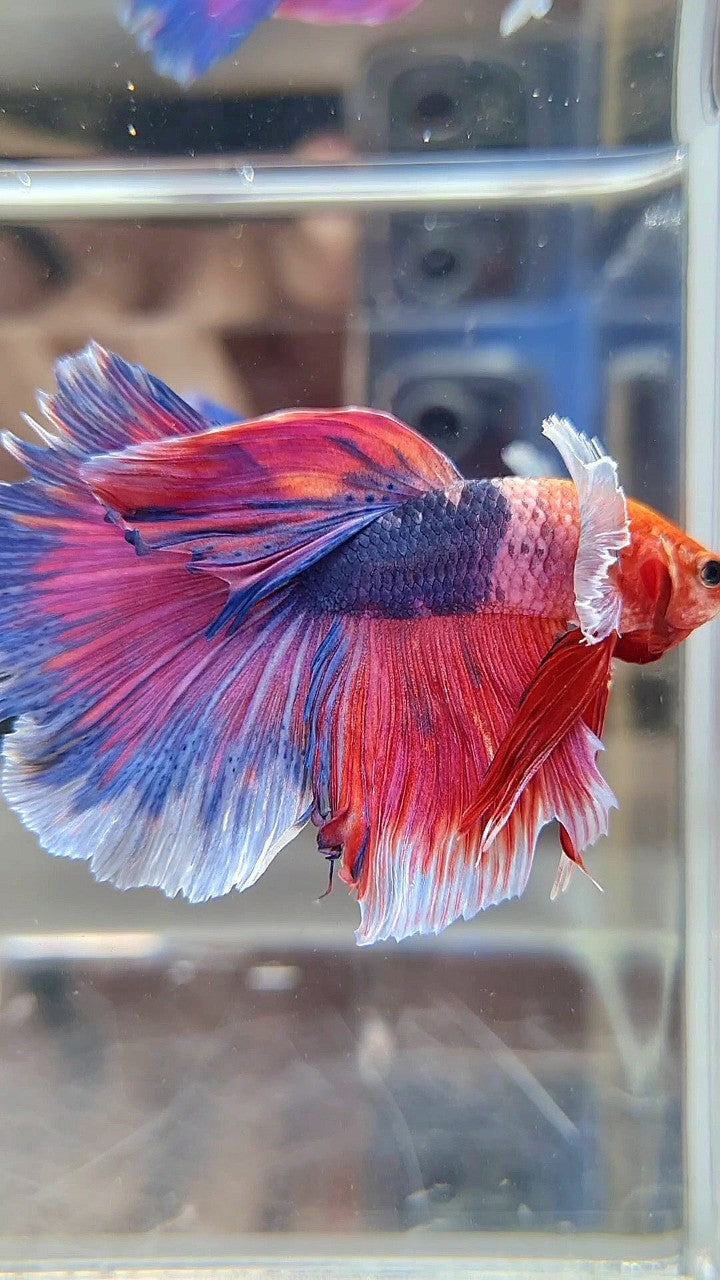 HALFMOON DUMBO EAR FANCY PURPLE MULTICOLOR BETTA FISH