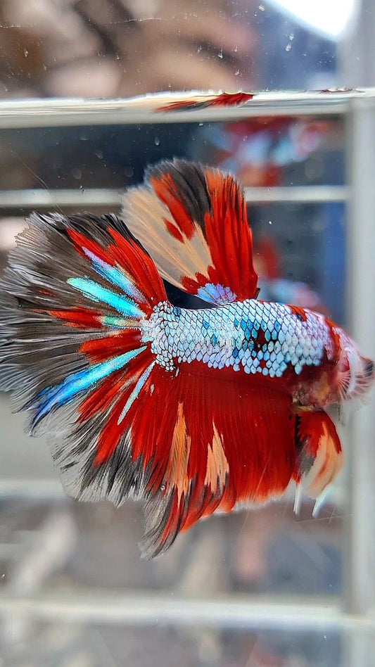 HALFMOON ROSETAIL RED FANCY MULTICOLOR FIRE BETTA FISH