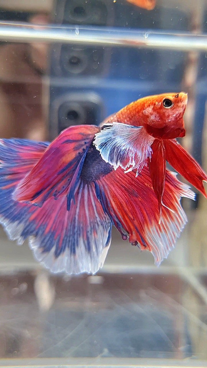 HALFMOON DUMBO EAR FANCY PURPLE MULTICOLOR BETTA FISH