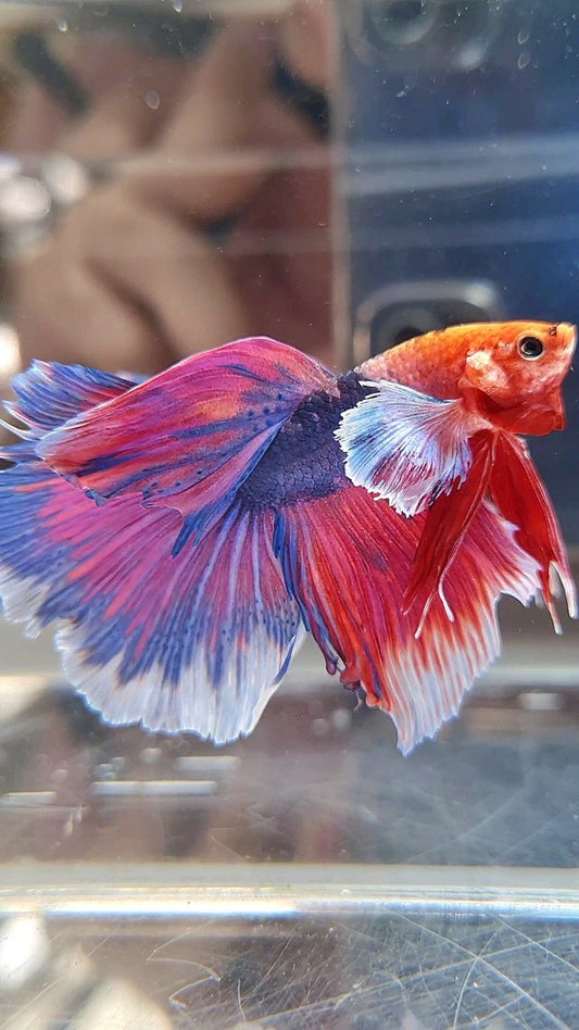 HALFMOON DUMBO EAR FANCY PURPLE MULTICOLOR BETTA FISH