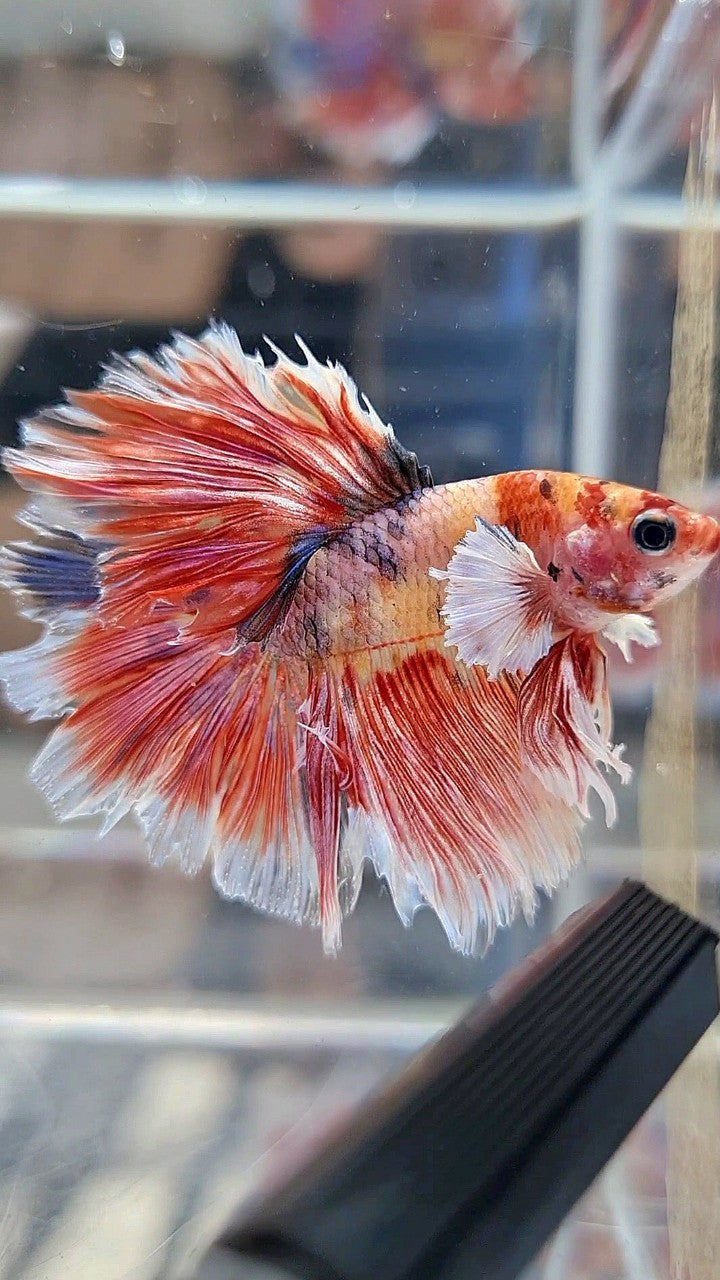 HALFMOON ROSETAIL BIG EAR MUTICOLOR FANCY BETTA FISH