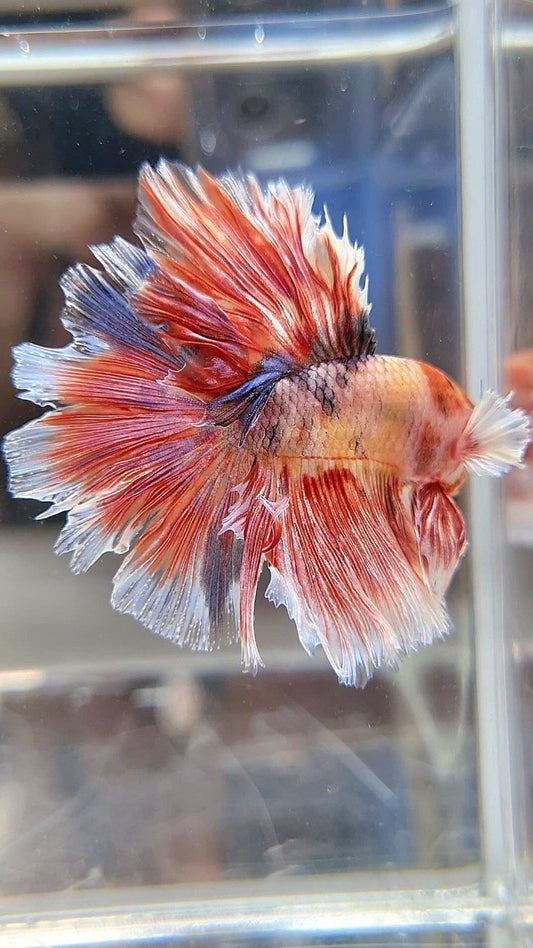 HALFMOON ROSETAIL BIG EAR MUTICOLOR FANCY BETTA FISH