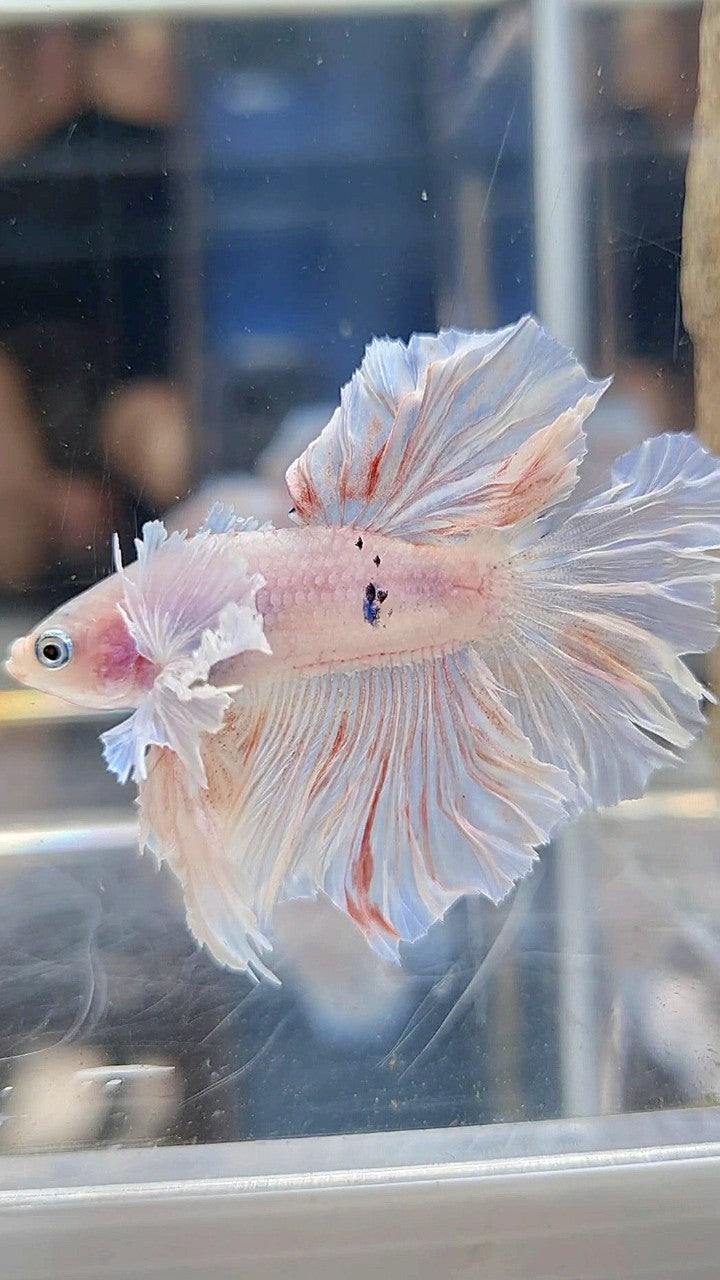 KING ROSETAIL HALFMOON DUMBO EAR WHITE BETTA FISH
