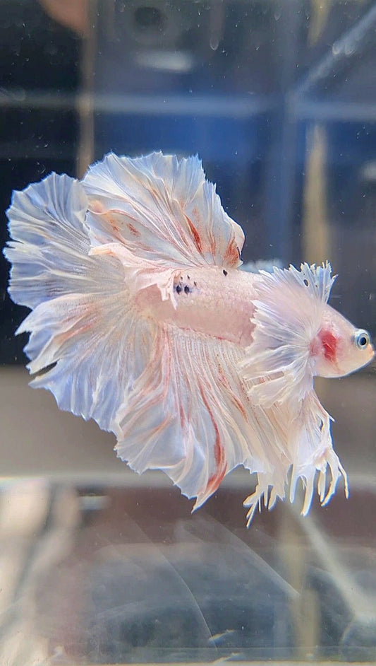 KING ROSETAIL HALFMOON DUMBO EAR WHITE BETTA FISH