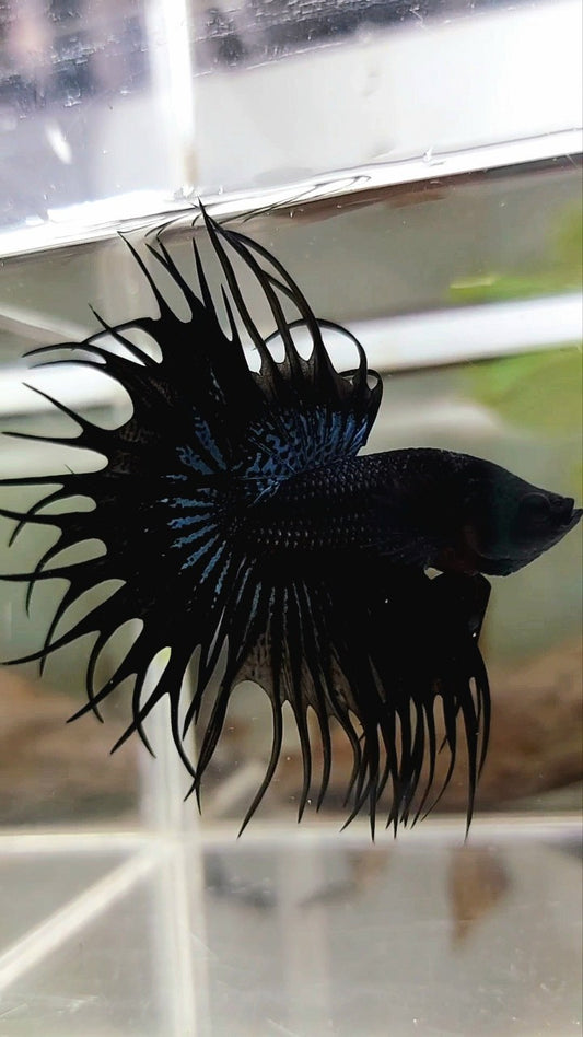 KING CROWNTAIL BLACK ORCHIDEE SUPER PREMIUM BETTA FISCH