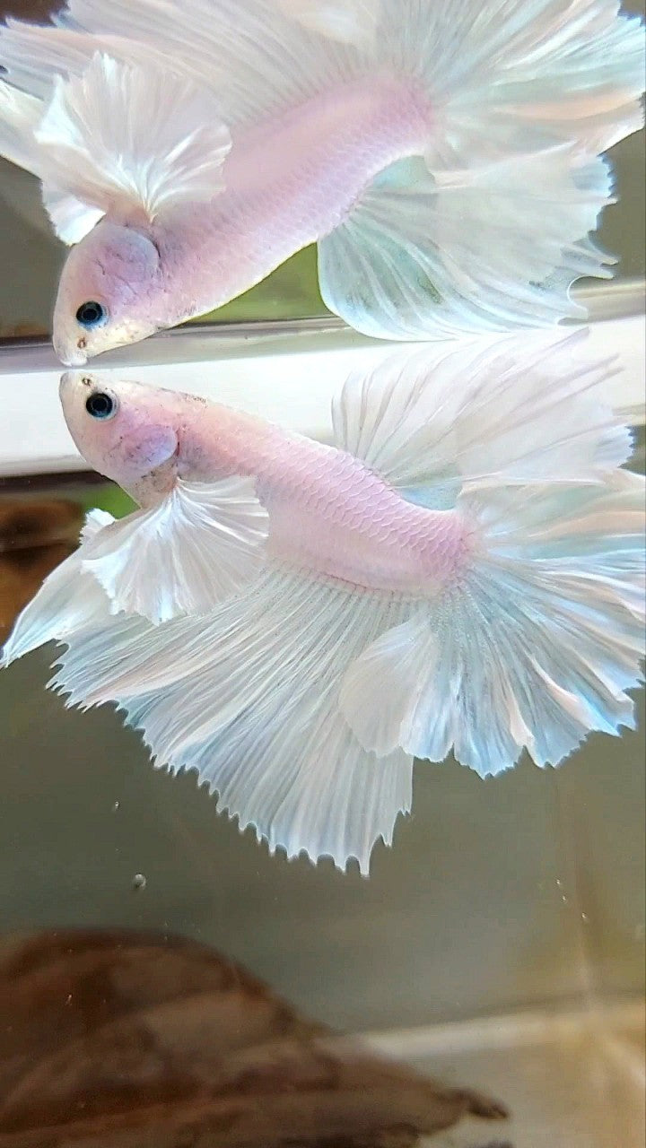 HALFMOON DUMBO EAR FEATHER TAIL WHITE UNICORN PREMIUM BETTA FISH