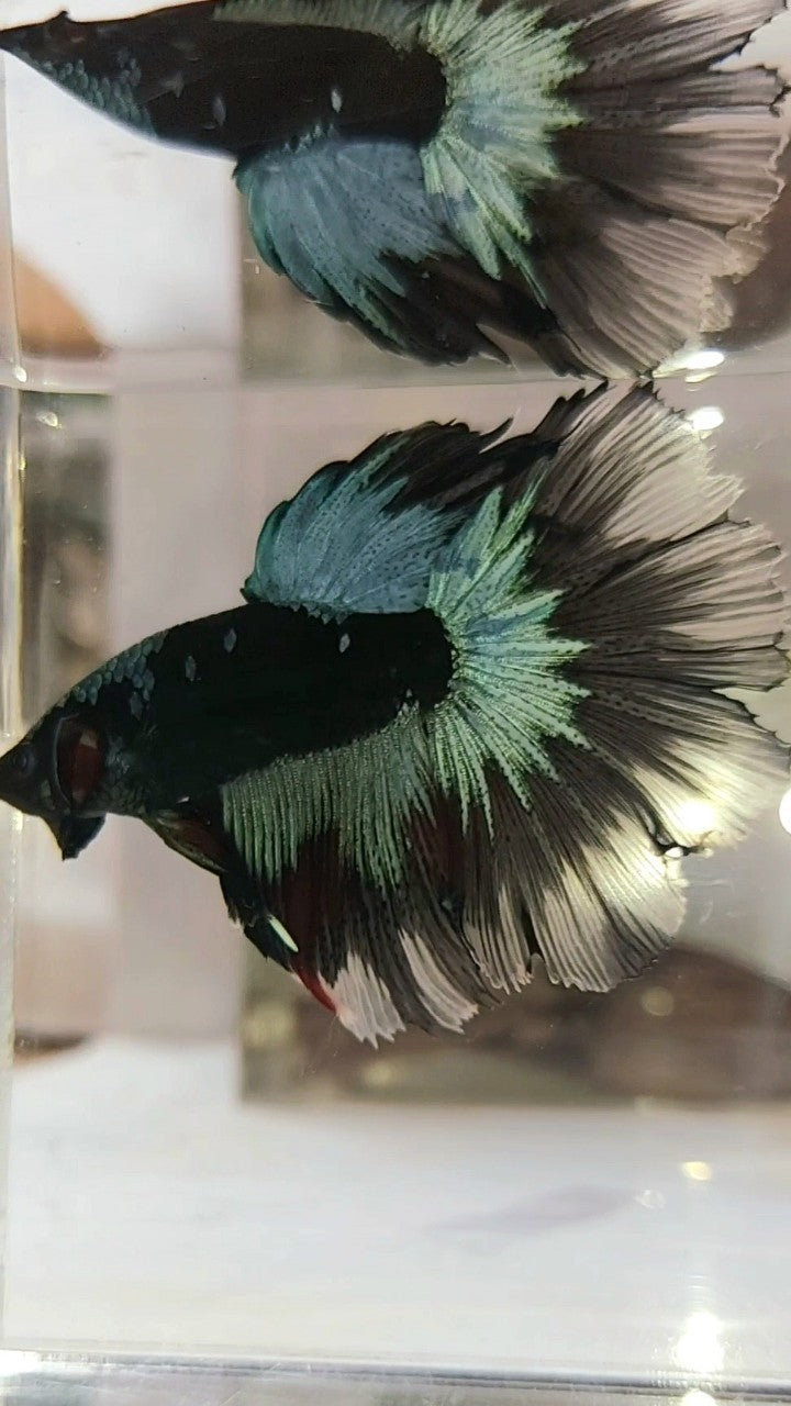 HALFMOON ROSETAIL BLACK GALAXY BLUE AVATAR BETTA FISH