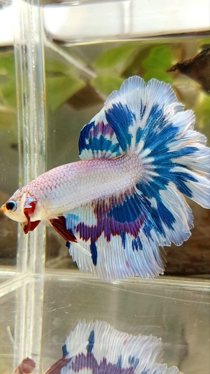 HALFMOON ROSETAIL BLAU LILA FANCY RIM EINZIGARTIGER BETTA-FISCH