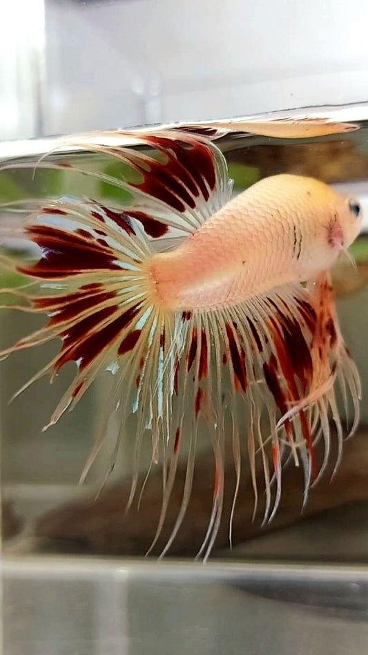 XL CROWNTAIL ARMAGEDDON VANDA BETTA FISH