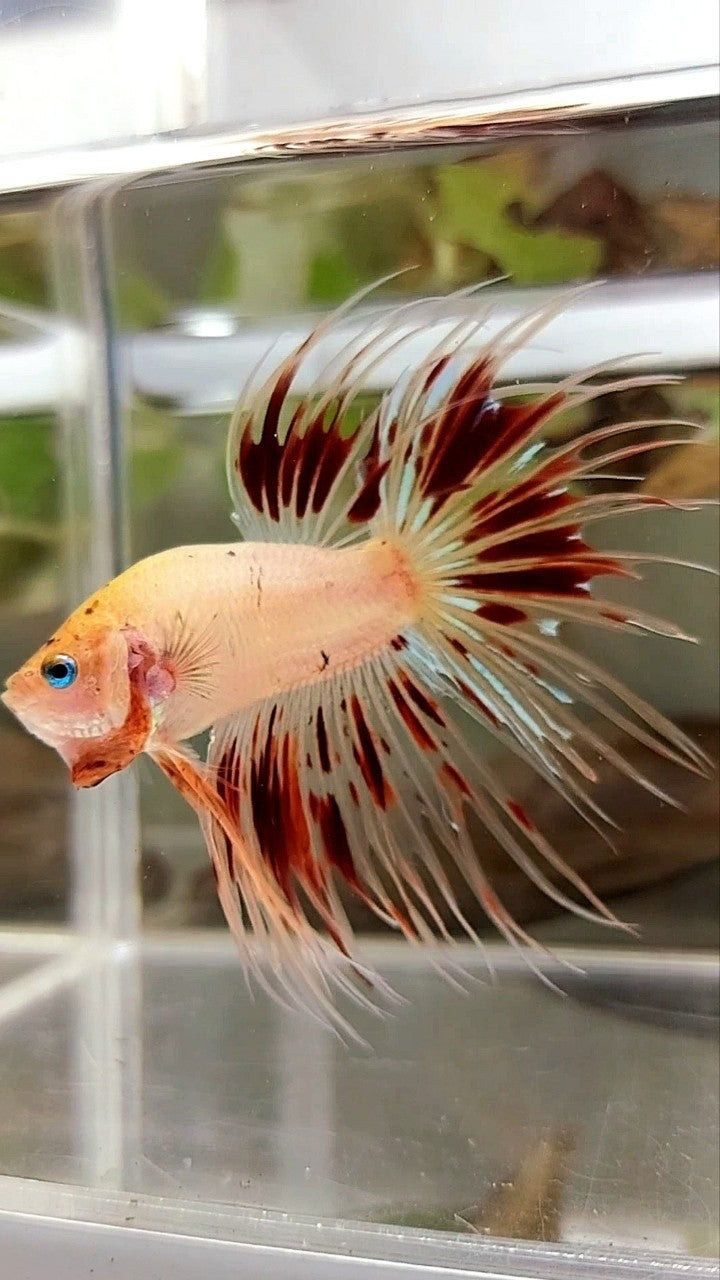 XL CROWNTAIL ARMAGEDDON VANDA BETTA FISH