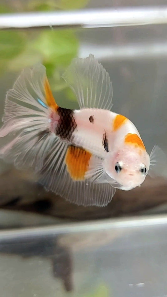 HALFMOON ORANGE KOI MEHRFARBIGER BETTA-FISCH