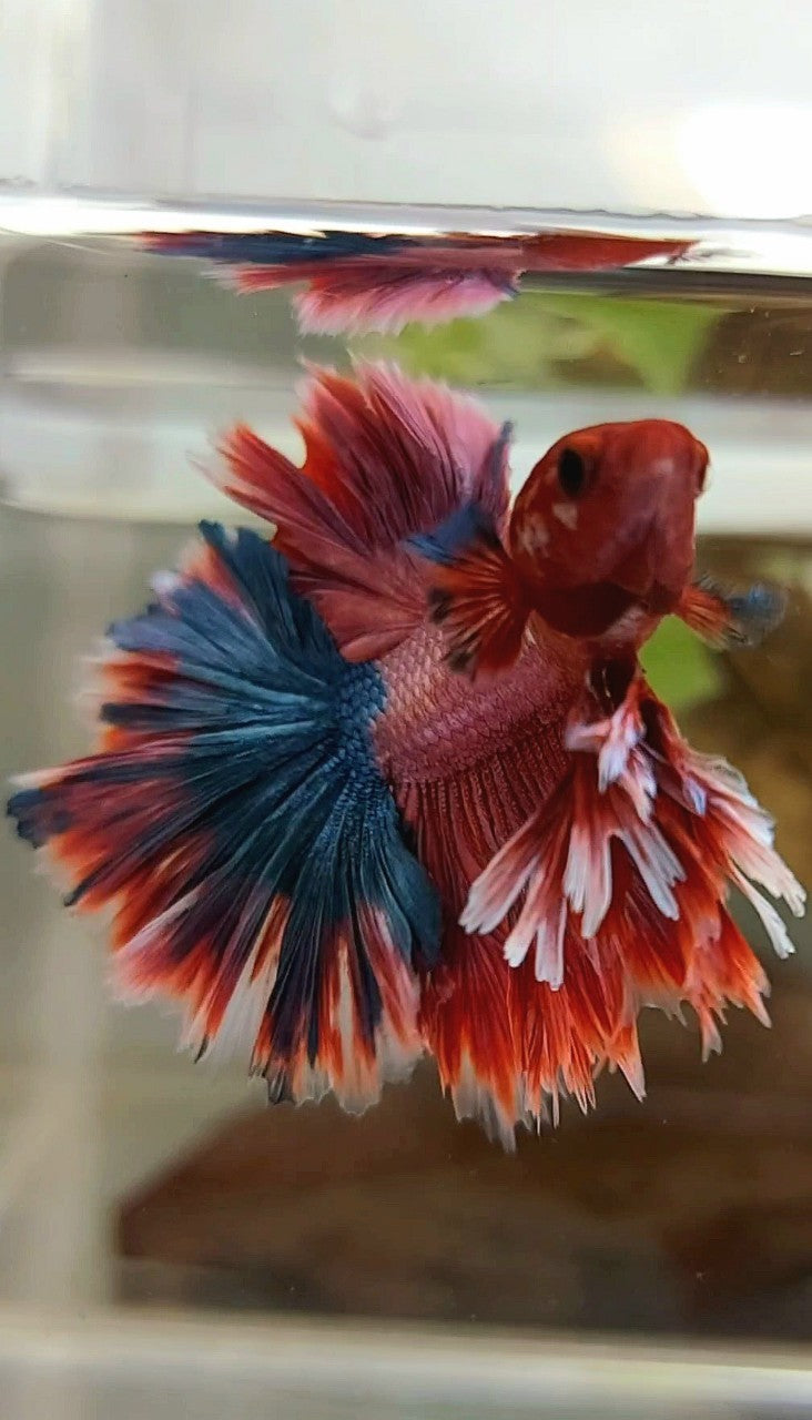 Betta fish king best sale