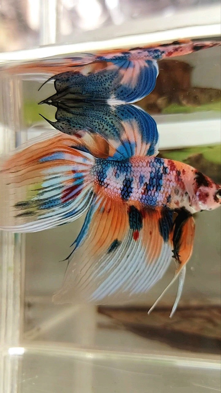 XL VEILTAIL SUPER METTALIC MULTICOLOR ORANGE BLUE BETTA FISH