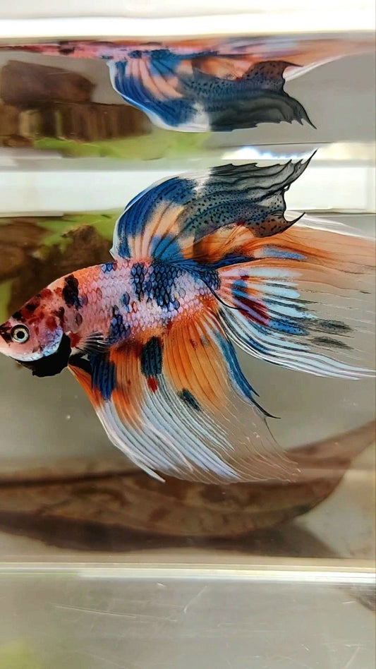 XL VEILTAIL SUPER METTALIC MULTICOLOR ORANGE BLUE BETTA FISH