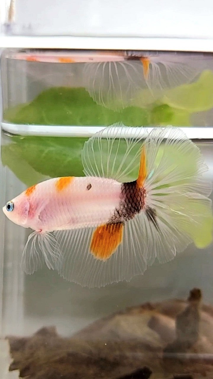 HALFMOON ORANGE KOI MEHRFARBIGER BETTA-FISCH