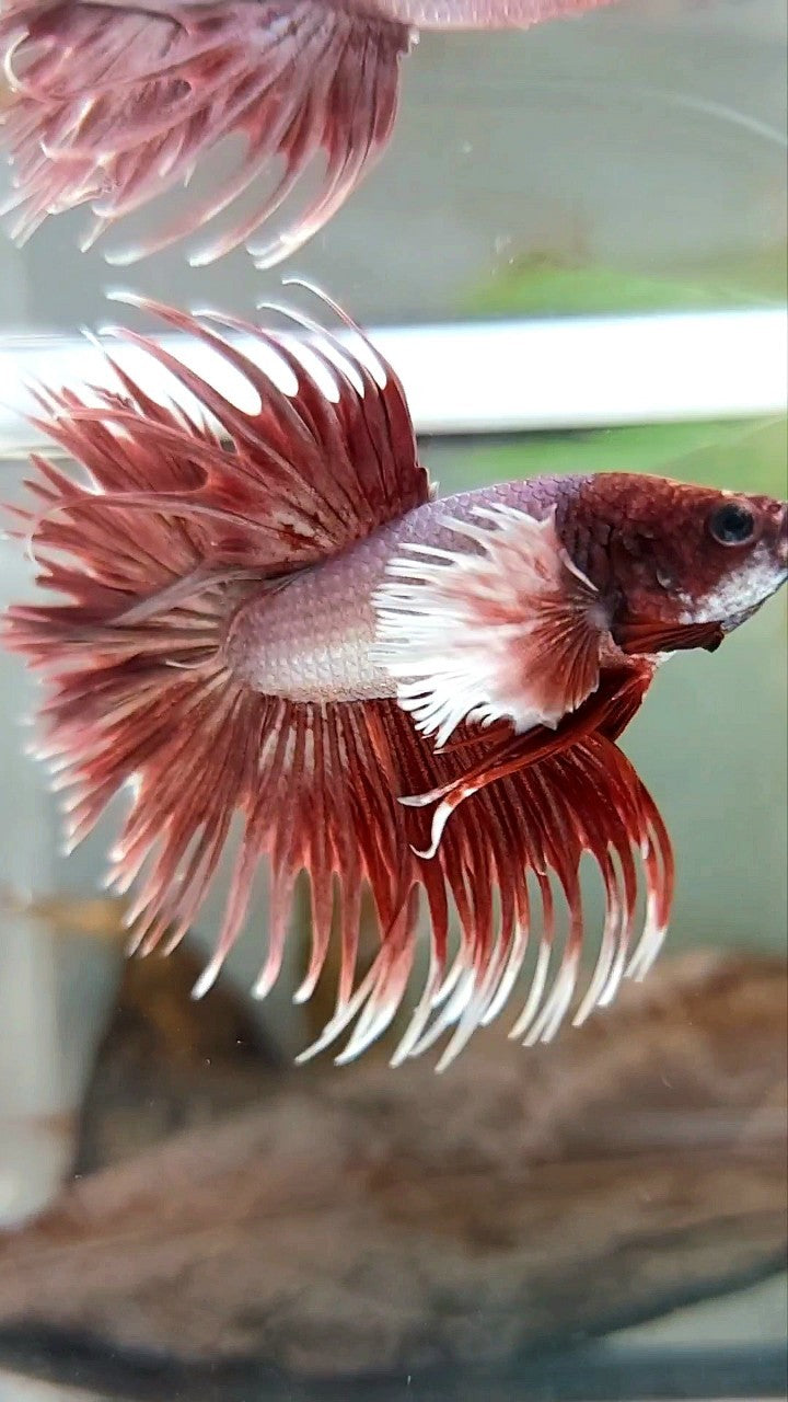 CROWNTAIL DUMBO EAR ROSEGOLD PREMIUM BETTA FISH