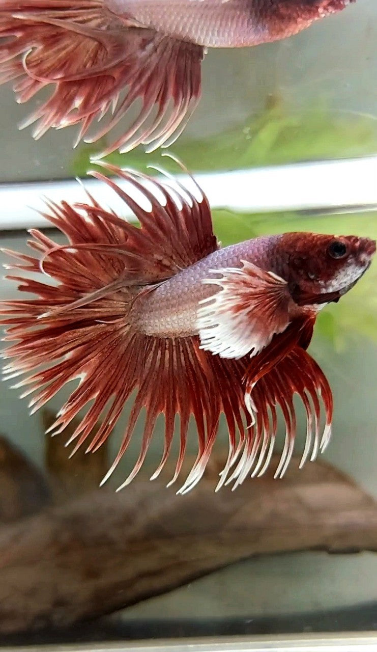 CROWNTAIL DUMBO EAR ROSEGOLD PREMIUM BETTA FISH