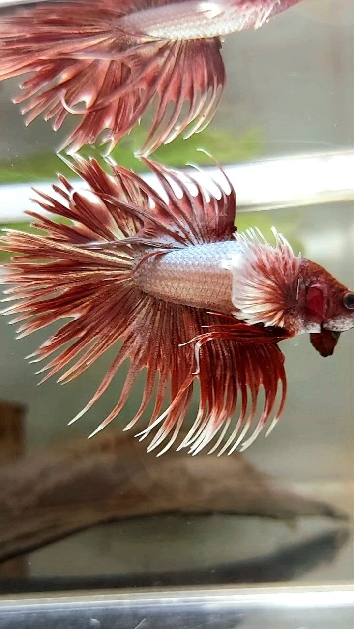 CROWNTAIL DUMBO EAR ROSEGOLD PREMIUM BETTA FISH