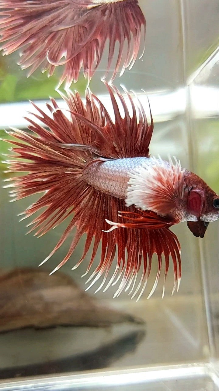 CROWNTAIL DUMBO EAR ROSEGOLD PREMIUM BETTA FISH