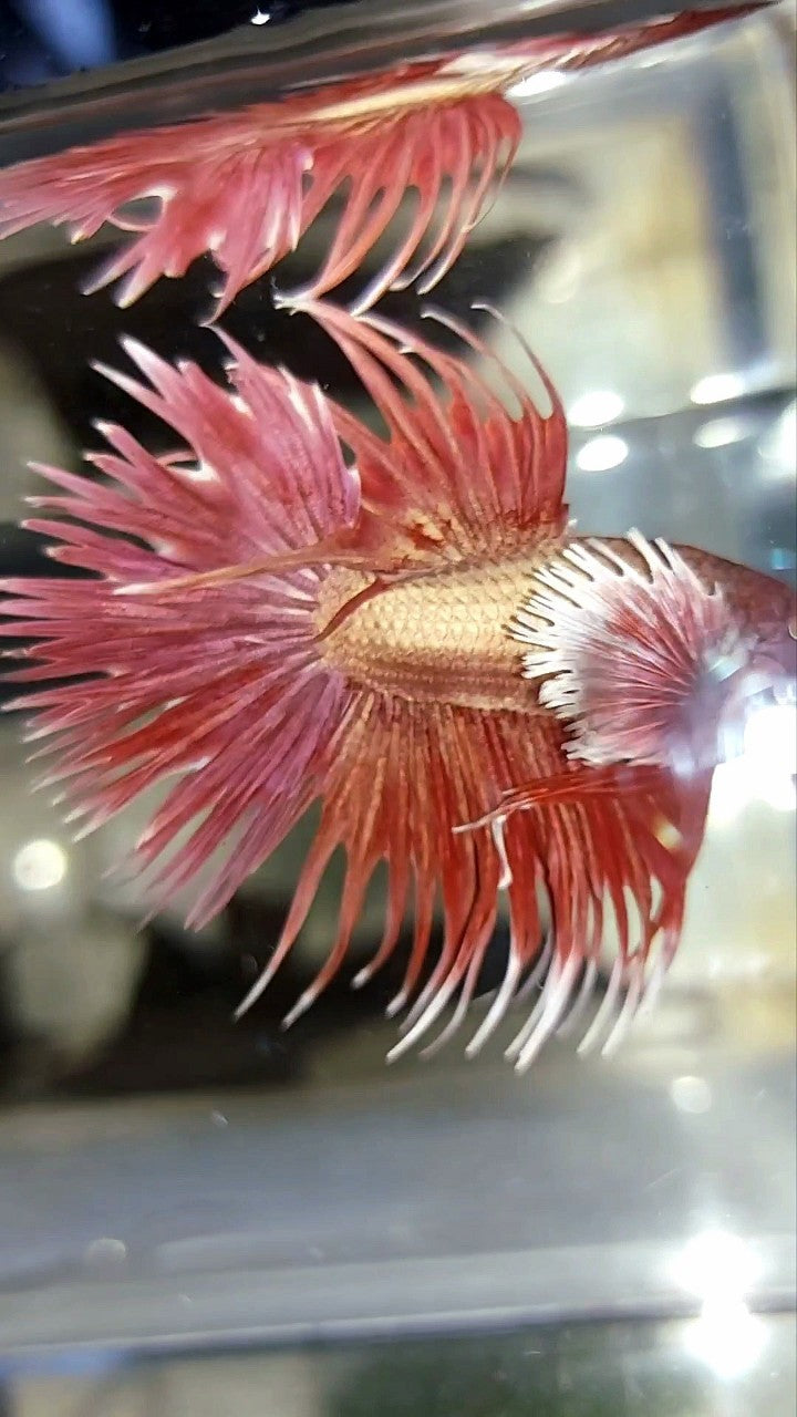 CROWNTAIL DUMBO EAR ROSEGOLD PREMIUM BETTA FISH