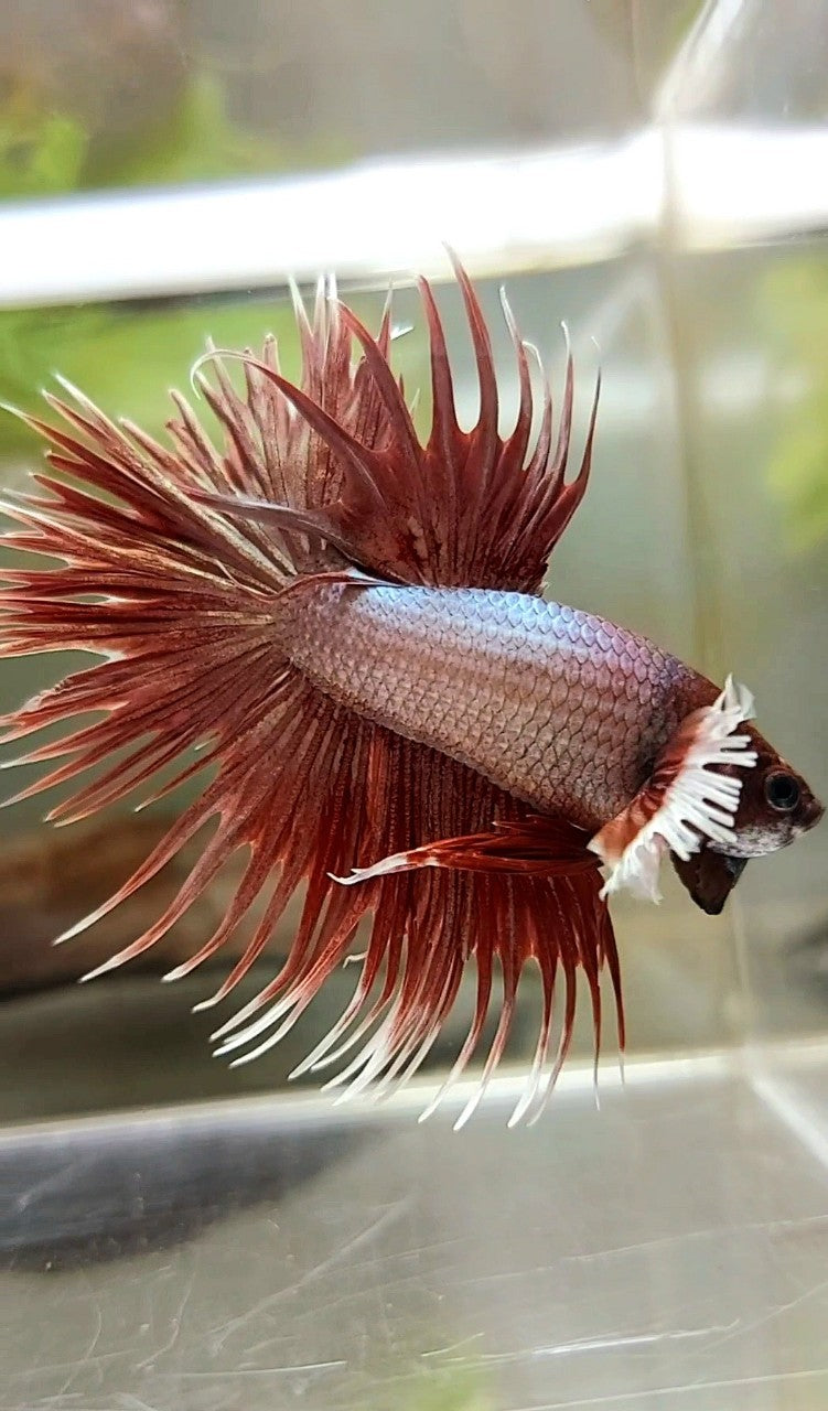 CROWNTAIL DUMBO EAR ROSEGOLD PREMIUM BETTA FISH