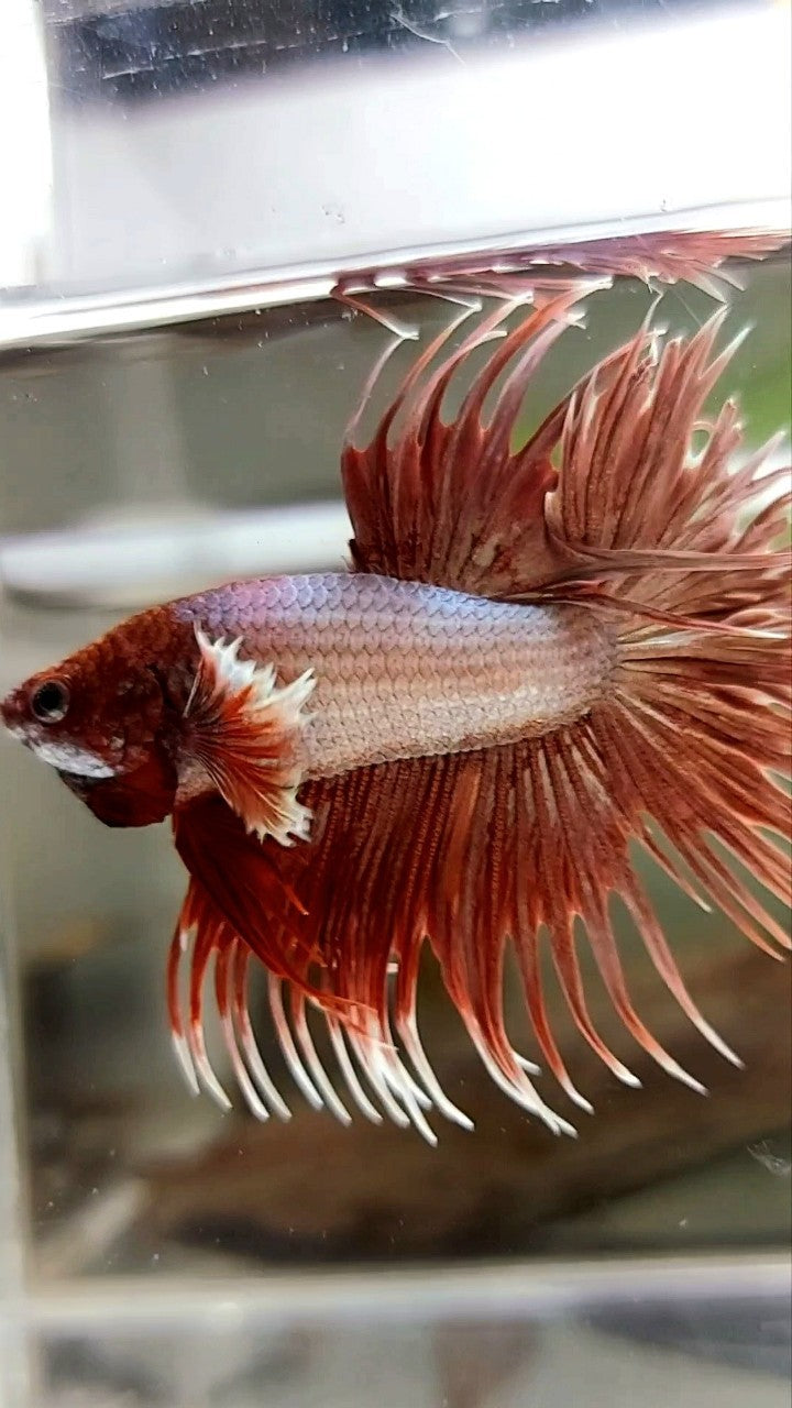CROWNTAIL DUMBO EAR ROSEGOLD PREMIUM BETTA FISH
