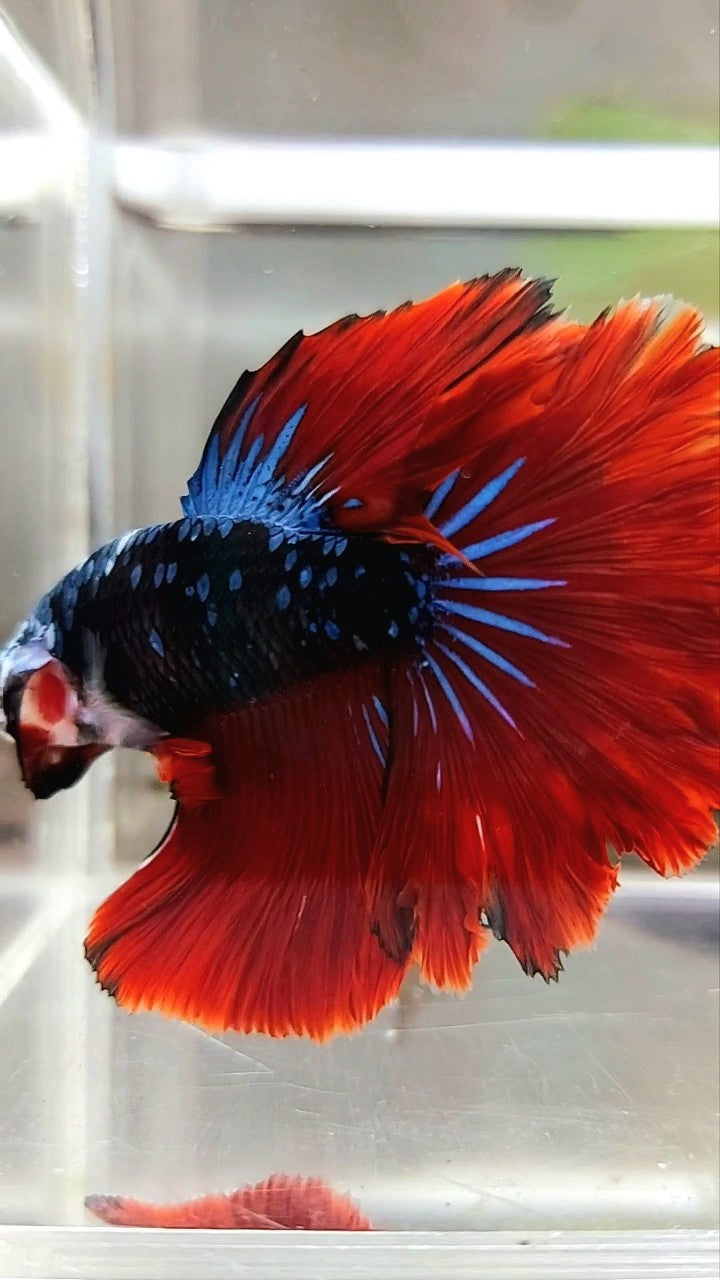 HALFMOON ROSETAIL BLACK STAR GALAXY BLUE AVATAR RED VAMPIRE BETTA FISH