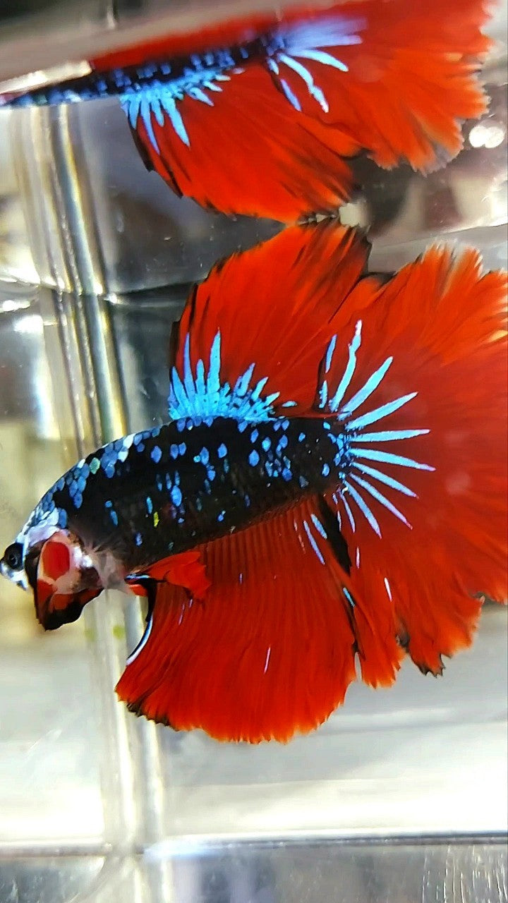 HALFMOON ROSETAIL BLACK STAR GALAXY BLUE AVATAR RED VAMPIRE BETTA FISH