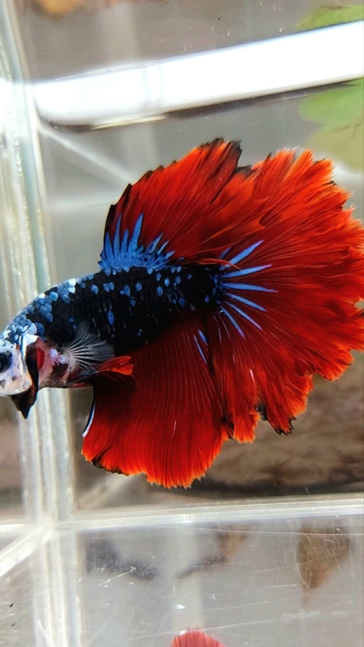 HALFMOON ROSETAIL BLACK STAR GALAXY BLUE AVATAR RED VAMPIRE BETTA FISH