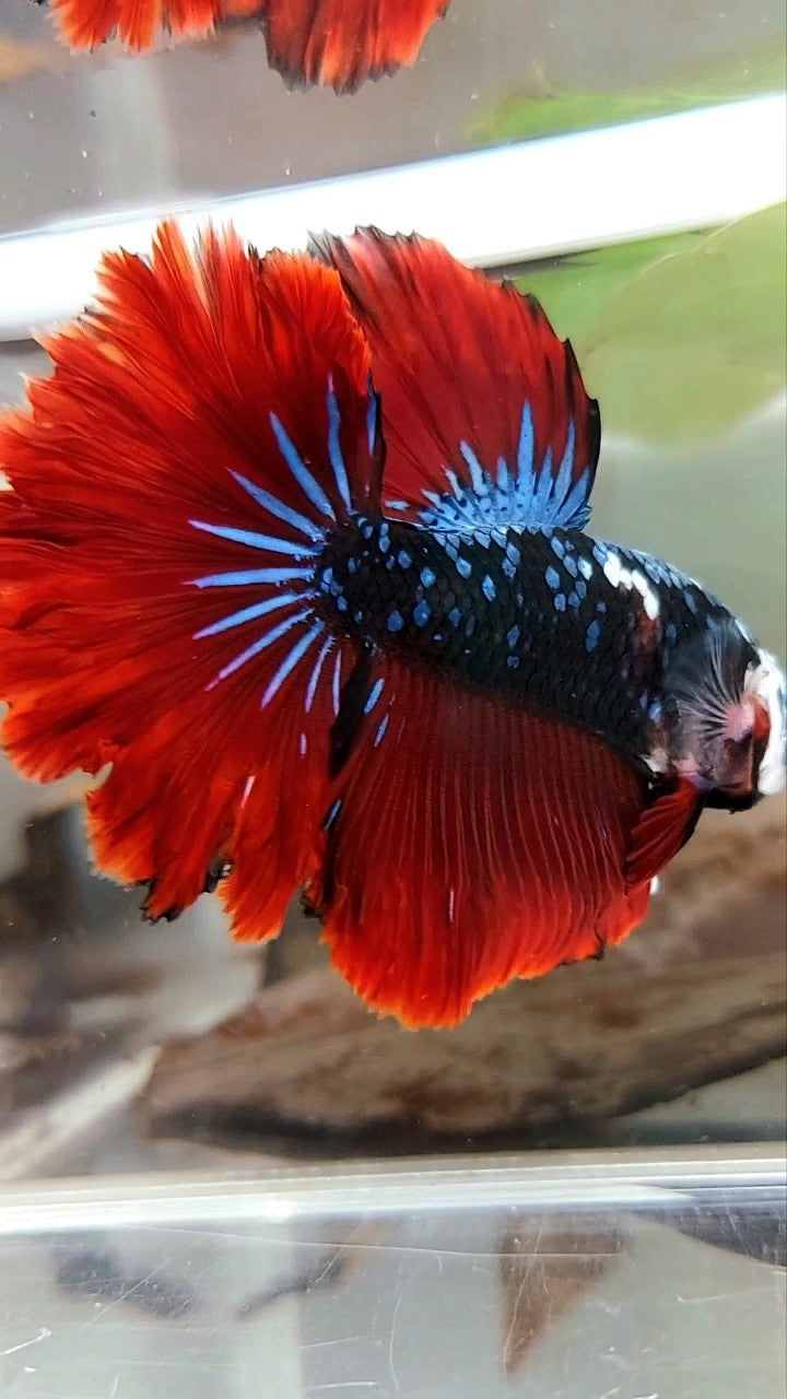 HALFMOON ROSETAIL BLACK STAR GALAXY BLUE AVATAR RED VAMPIRE BETTA FISH