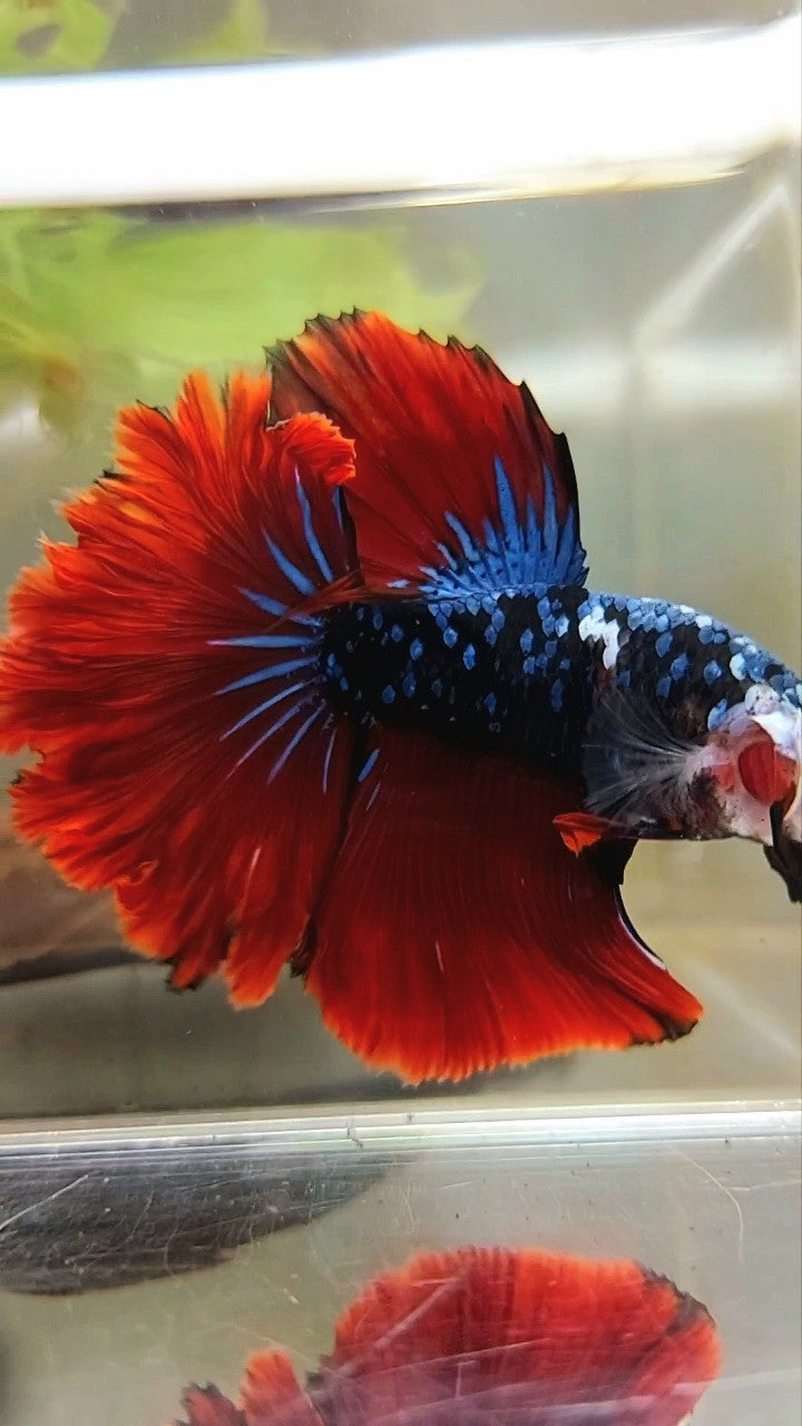 HALFMOON ROSETAIL BLACK STAR GALAXY BLUE AVATAR RED VAMPIRE BETTA FISH