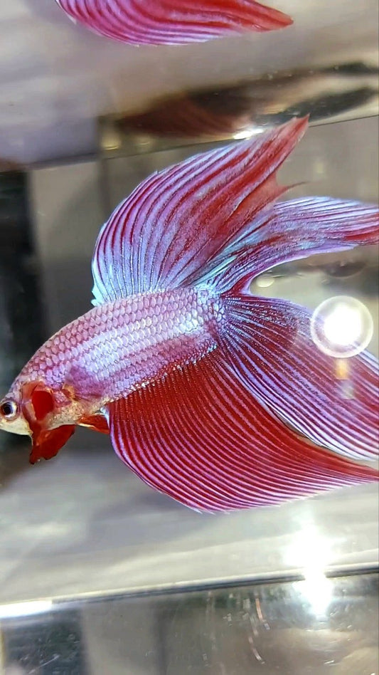XL VEILTAIL DOUBLE TAIL PINK PURPLE MAGENTA PREMIUM BETTA FISH