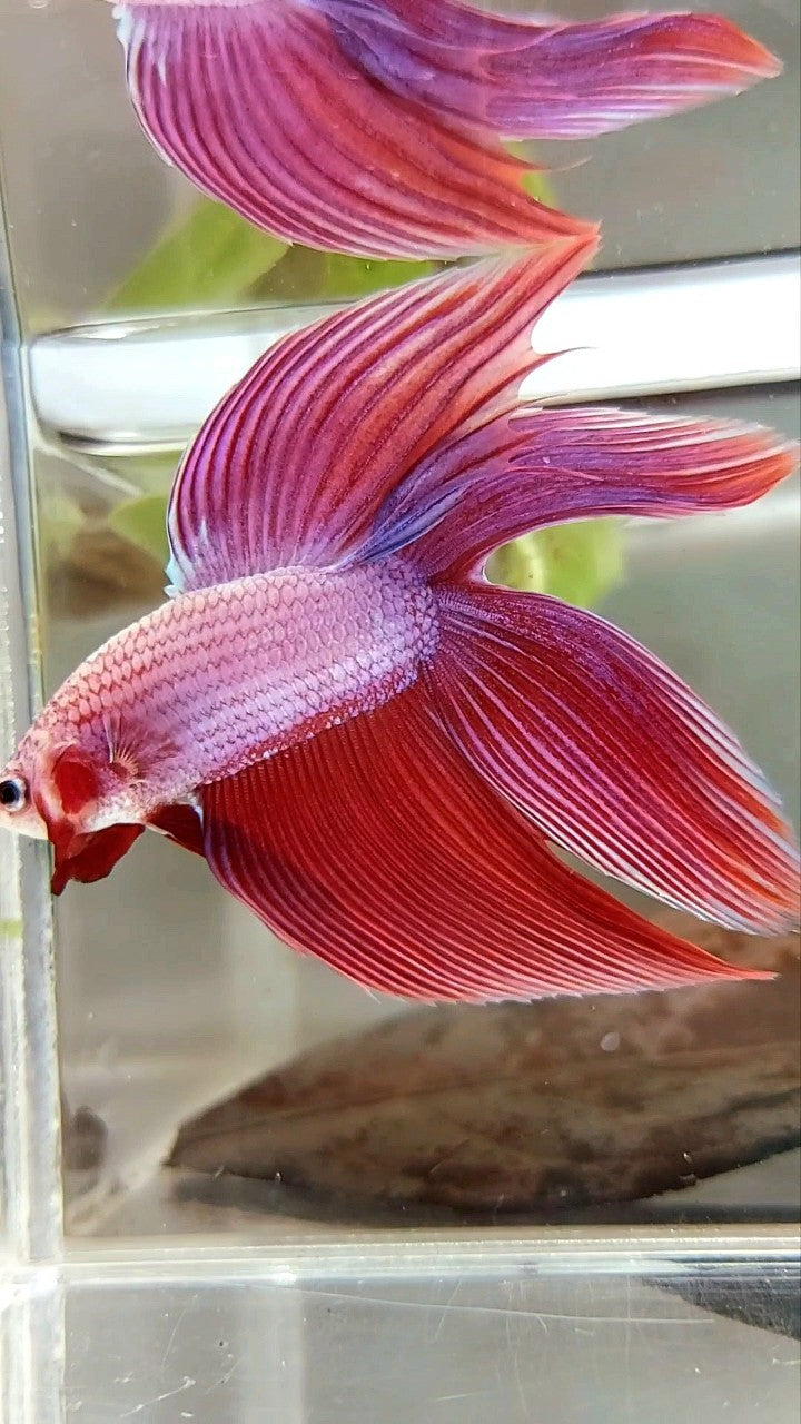 XL VEILTAIL DOUBLE TAIL PINK PURPLE MAGENTA PREMIUM BETTA FISH