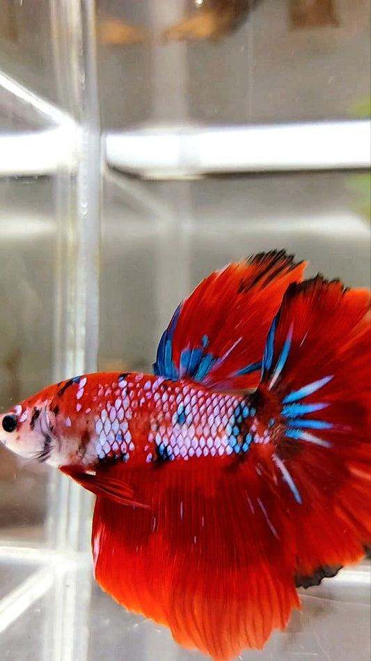 HALFMOON ROSETAIL ROTER FANTASTISCHER MEHRFARBIGER BETTA-FISCH
