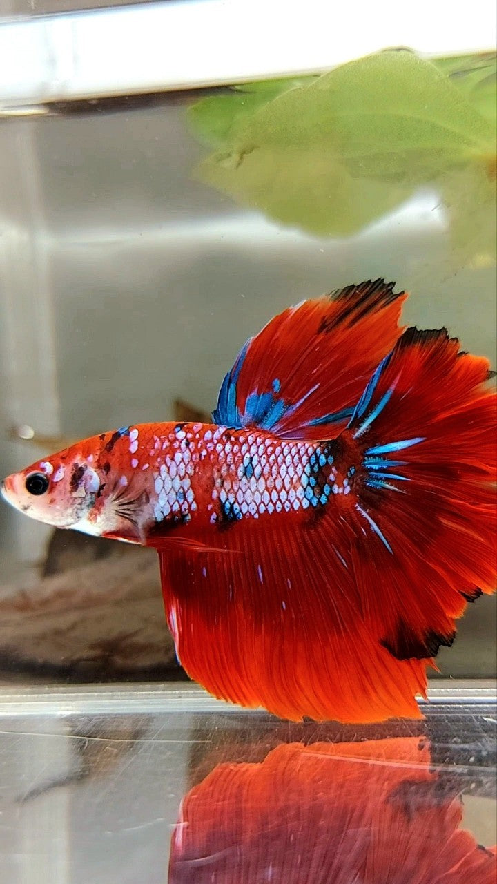 HALFMOON ROSETAIL ROTER FANTASTISCHER MEHRFARBIGER BETTA-FISCH
