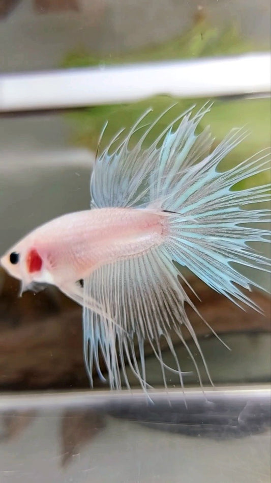 KRONENSCHWANZ TRANSPARENTER ZELLOPHAN-BETTA-FISCH