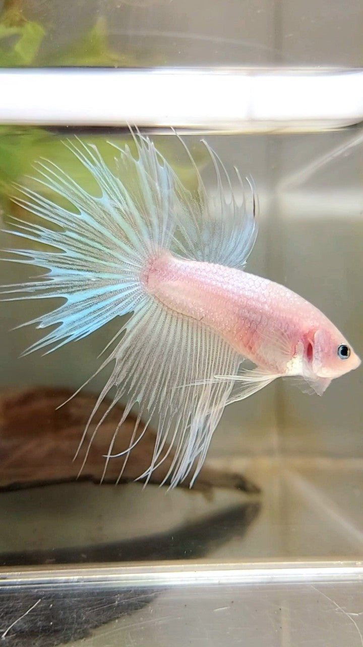 CROWNTAIL TRANSPARENT CELLOPHANE BETTA FISH