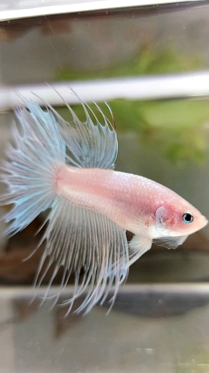 CROWNTAIL TRANSPARENT CELLOPHANE BETTA FISH