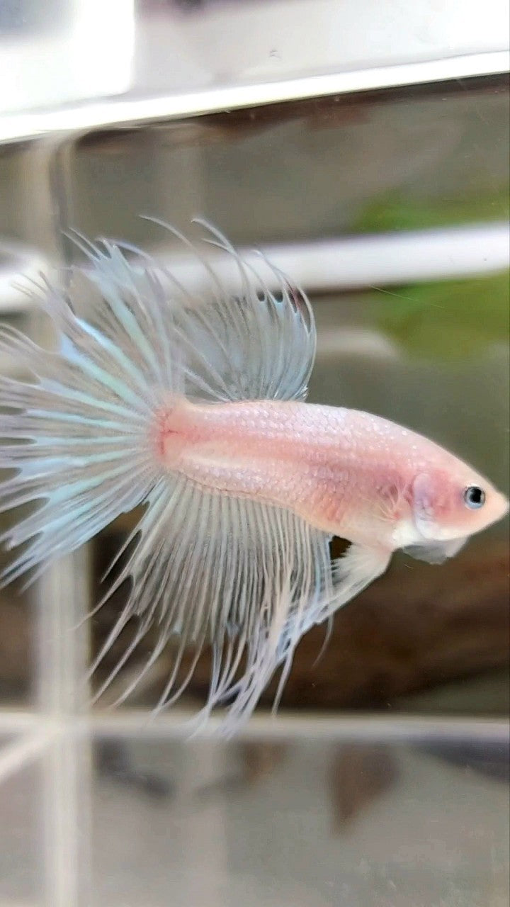 CROWNTAIL TRANSPARENT CELLOPHANE BETTA FISH