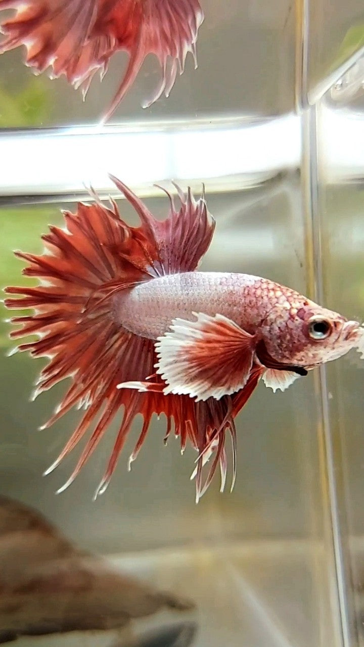 CROWNTAIL DUMBO EAR ROSEGOLD BETTA FISH