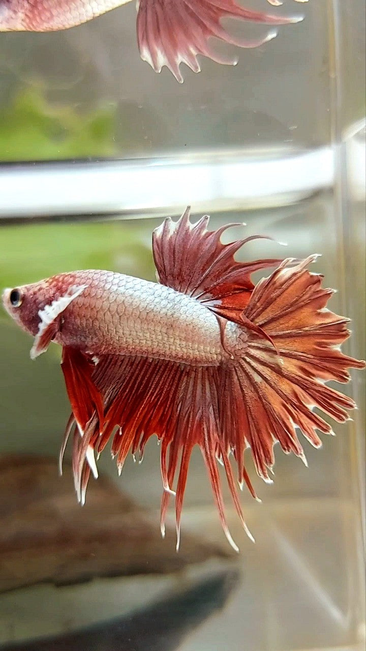 CROWNTAIL DUMBO EAR ROSEGOLD BETTA FISH