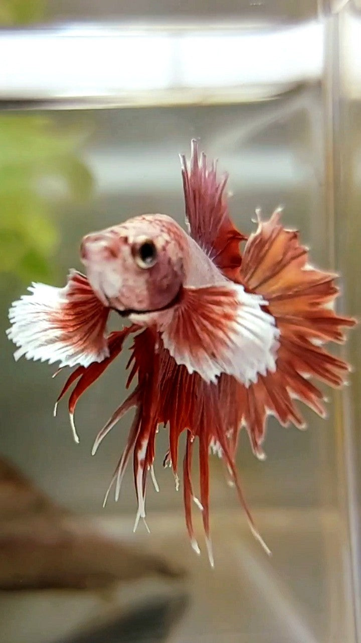 CROWNTAIL DUMBO EAR ROSEGOLD BETTA FISH
