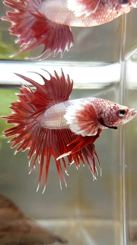 CROWNTAIL DUMBO EAR ROSEGOLD BETTA FISH