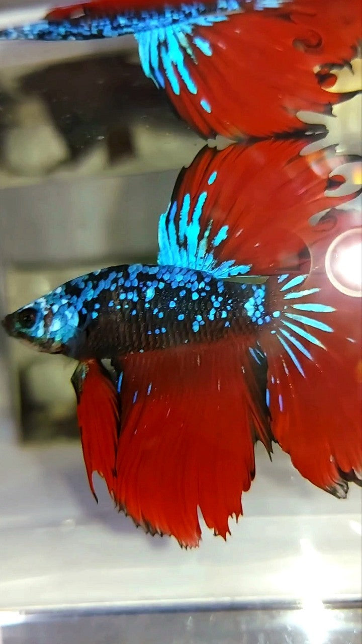 HALFMOON ROSETAIL BLACK STAR GALAXY BLUE AVATAR RED VAMPIRE BETTA FISH