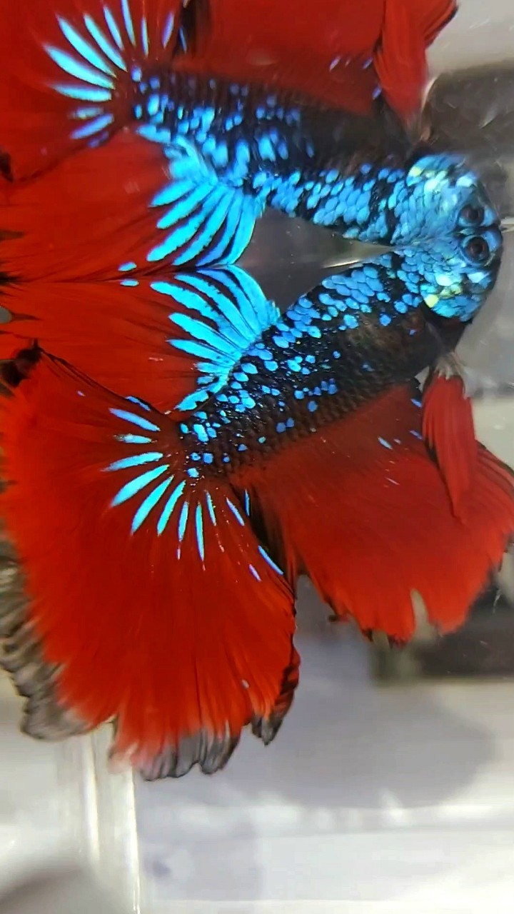 HALFMOON ROSETAIL BLACK STAR GALAXY BLUE AVATAR RED VAMPIRE BETTA FISH