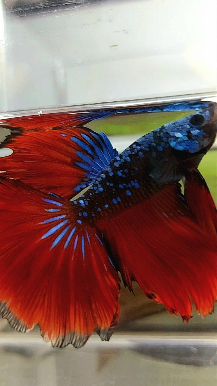 HALFMOON ROSETAIL BLACK STAR GALAXY BLUE AVATAR RED VAMPIRE BETTA FISH