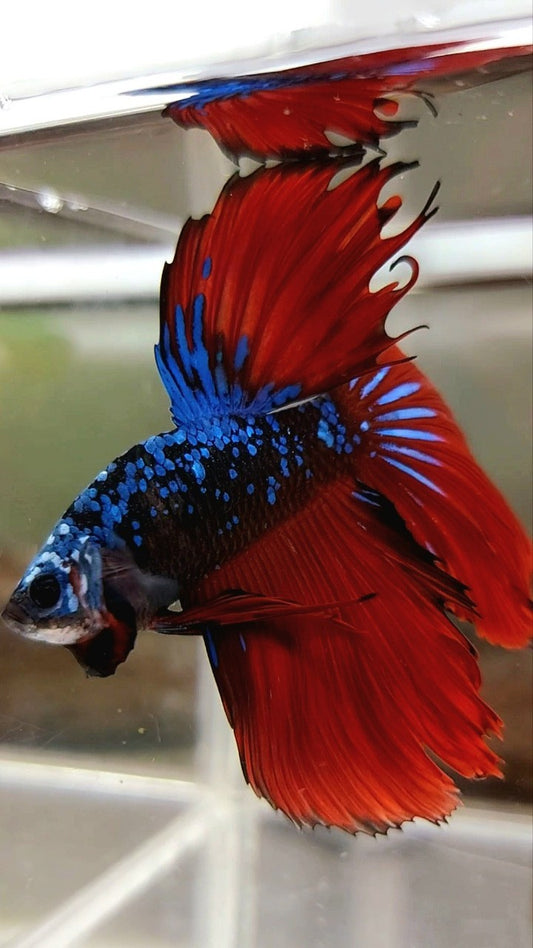 HALFMOON ROSETAIL BLACK STAR GALAXY BLAUER AVATAR ROTER VAMPIR BETTA FISCH